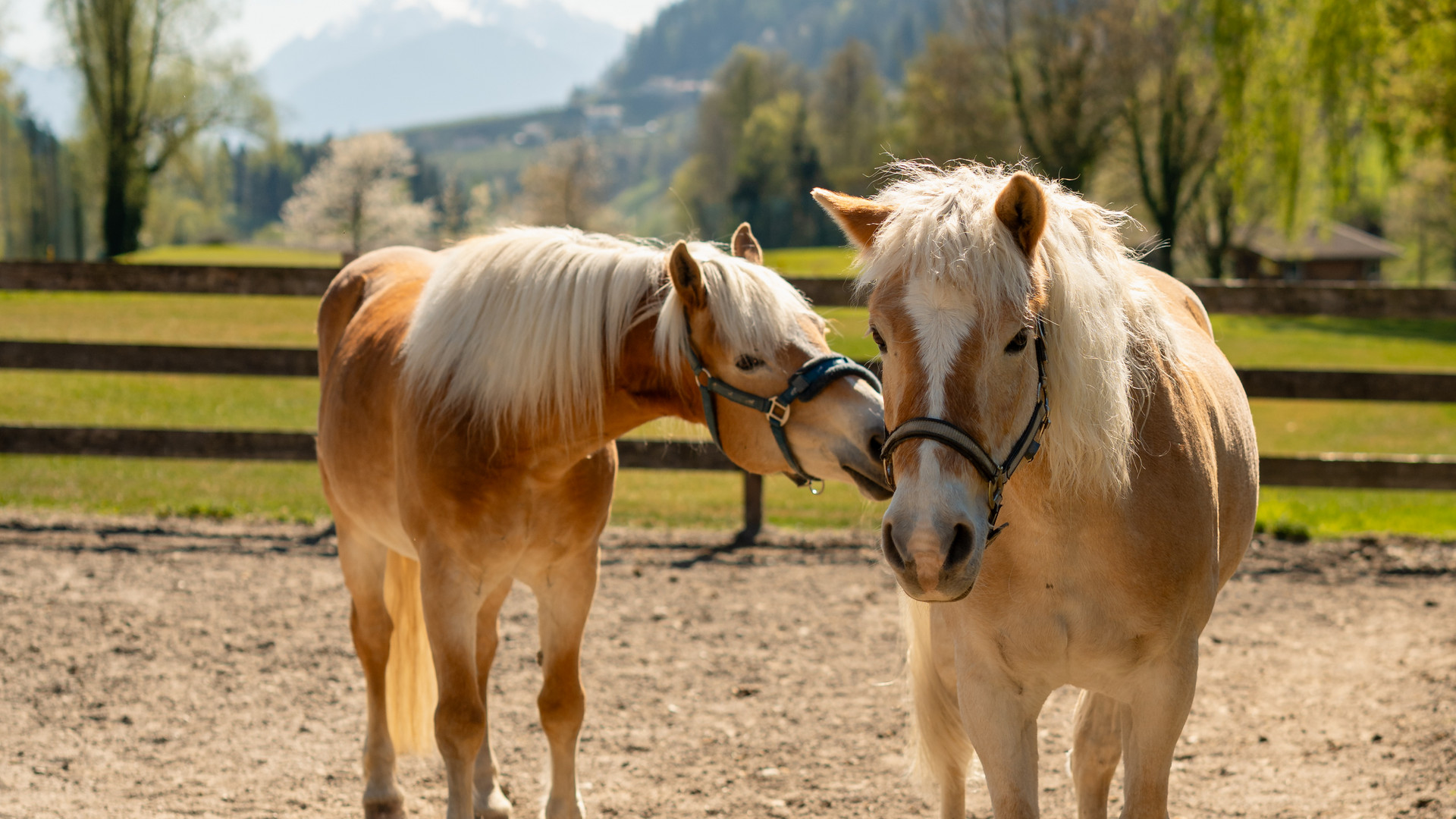 Se remettre en selle en vacances à cheval au Tyrol du Sud Se remettre en selle en vacances à cheval au Tyrol du Sud